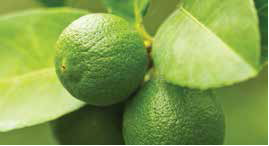 Jade Lemon - Aroma of Wellness